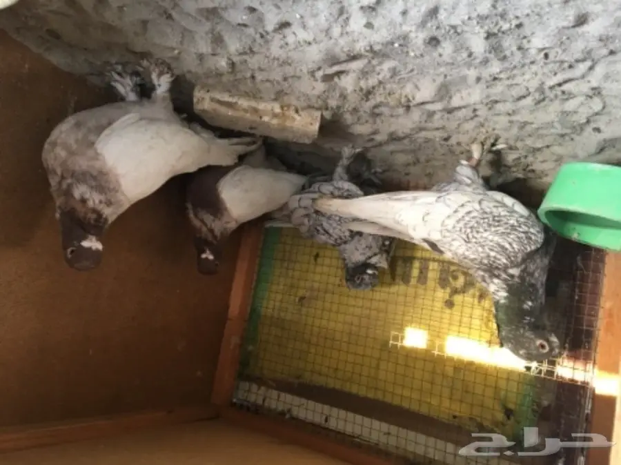 جوزين  فراشه  للبيع  (image 4)