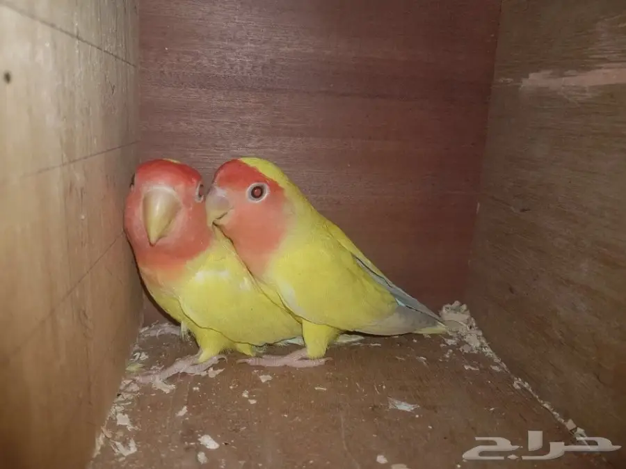  جوز روز لاتينو ريد فيس 