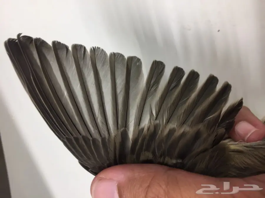 جوز كناري للبيع