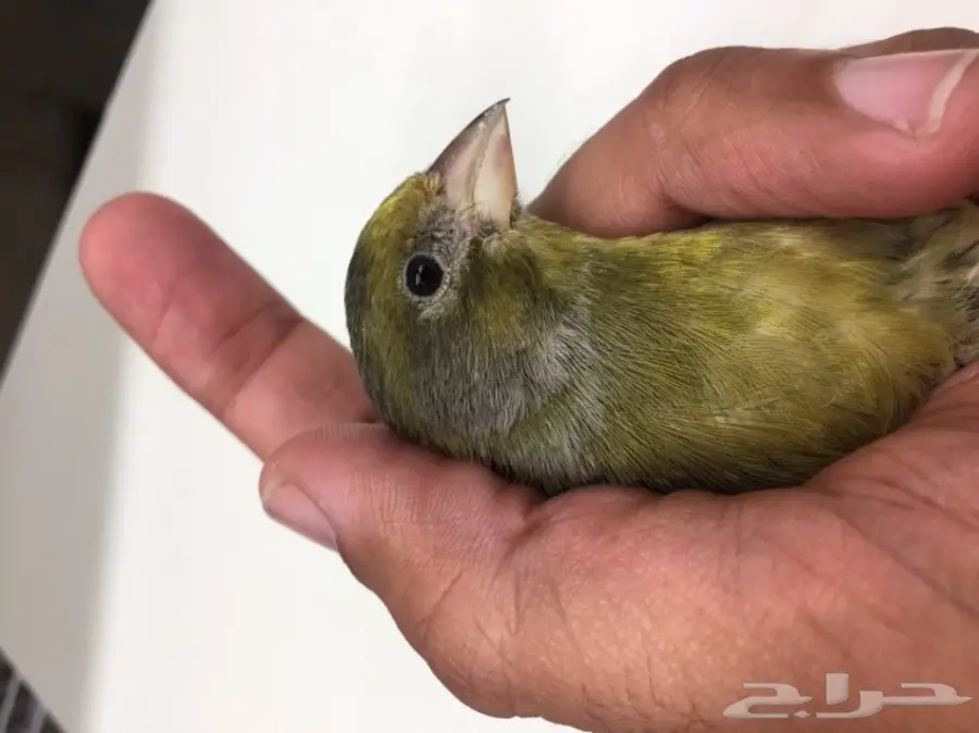 جوز كناري للبيع (image 1)