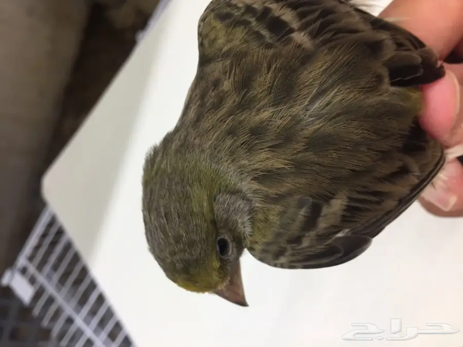 جوز كناري للبيع (image 2)