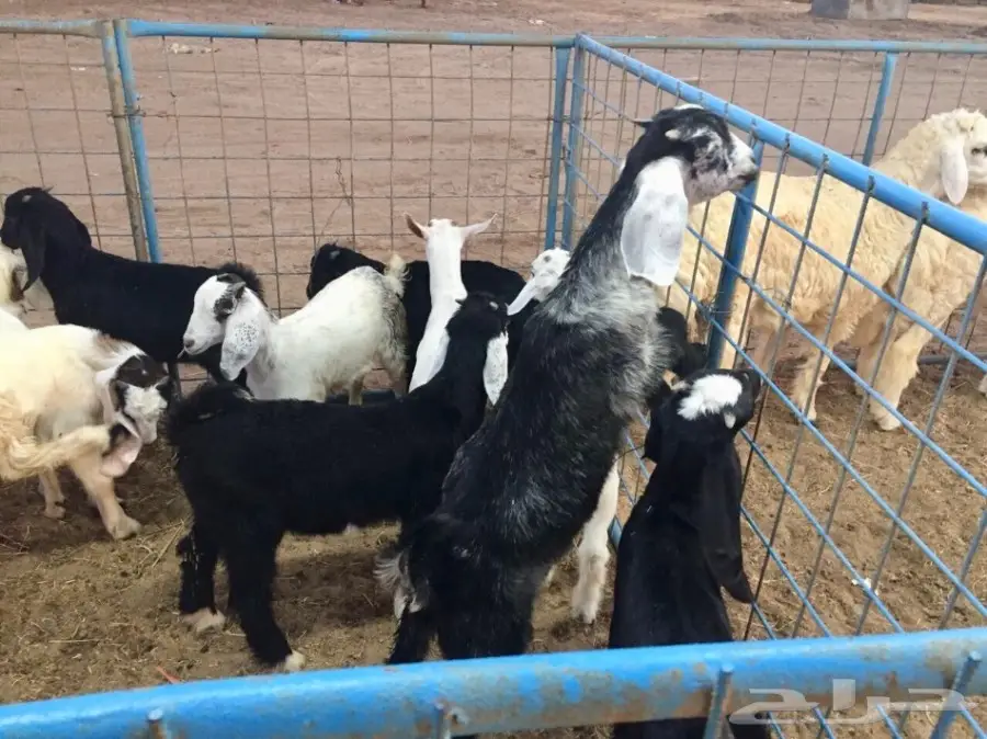 تيوس لبنيه للمظبي  مقفله سمان شرط  (image 3)