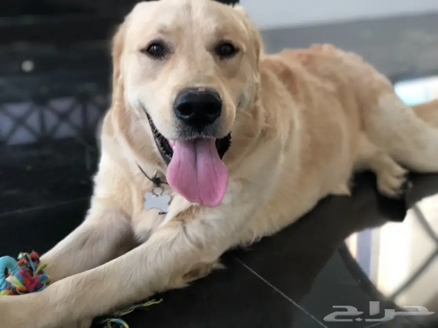 Golden retriever (image 1)