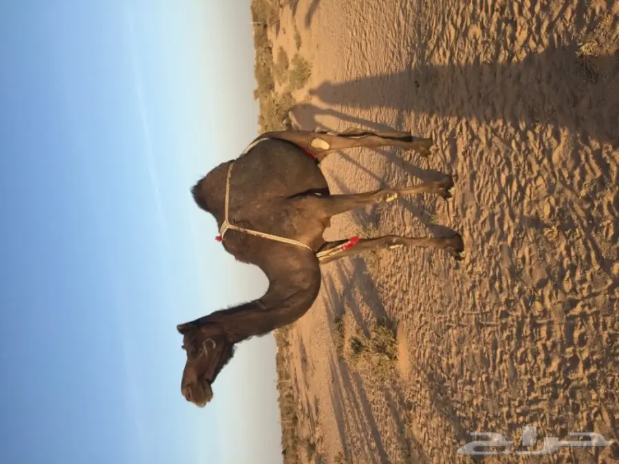 إعلان شخصي - معلومات عاجلة