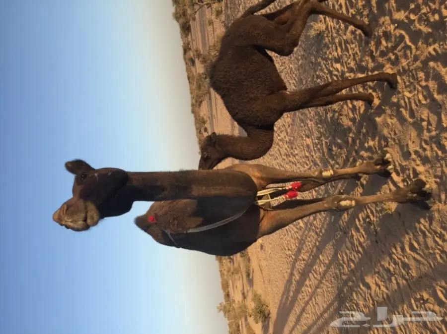 إعلان شخصي - معلومات عاجلة (image 1)