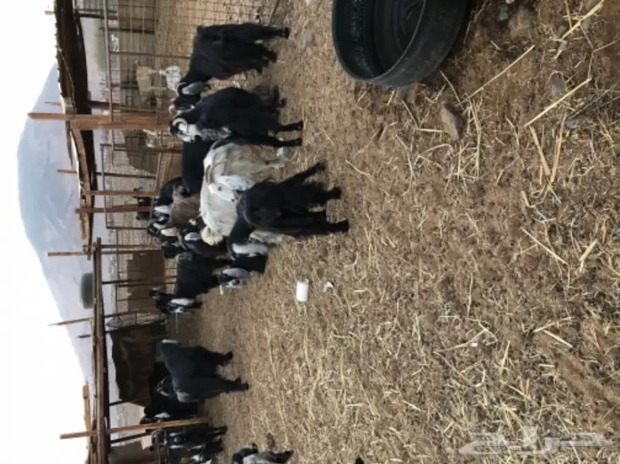 معزاء عوارض مراح واحد (image 1)