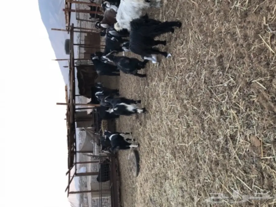 معزاء عوارض مراح واحد (image 3)