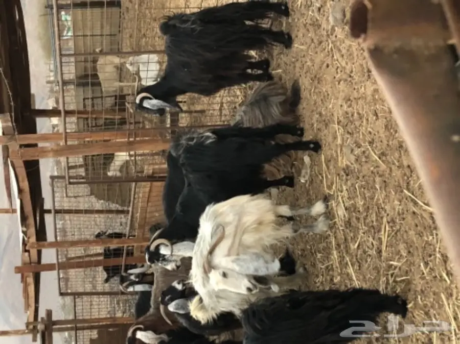 معزاء عوارض مراح واحد (image 4)