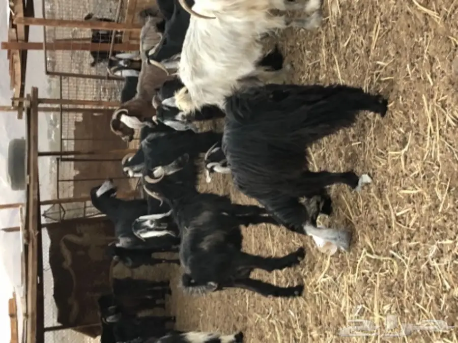 معزاء عوارض مراح واحد (image 5)