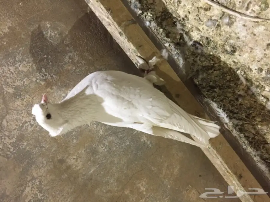 ذكر موصلي سوري 