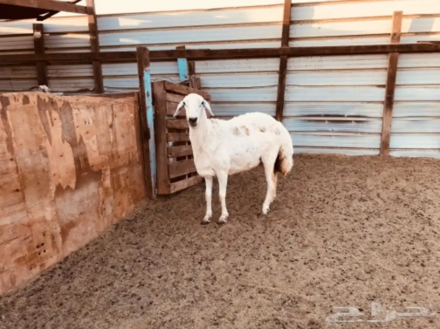 نعجة حريه حايل شحم ولحم