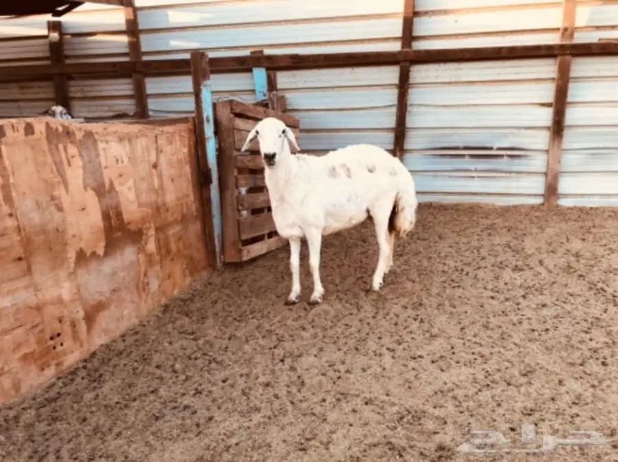 نعجة حايل ممتازة - سن جامع وسوم عليها (image 1)