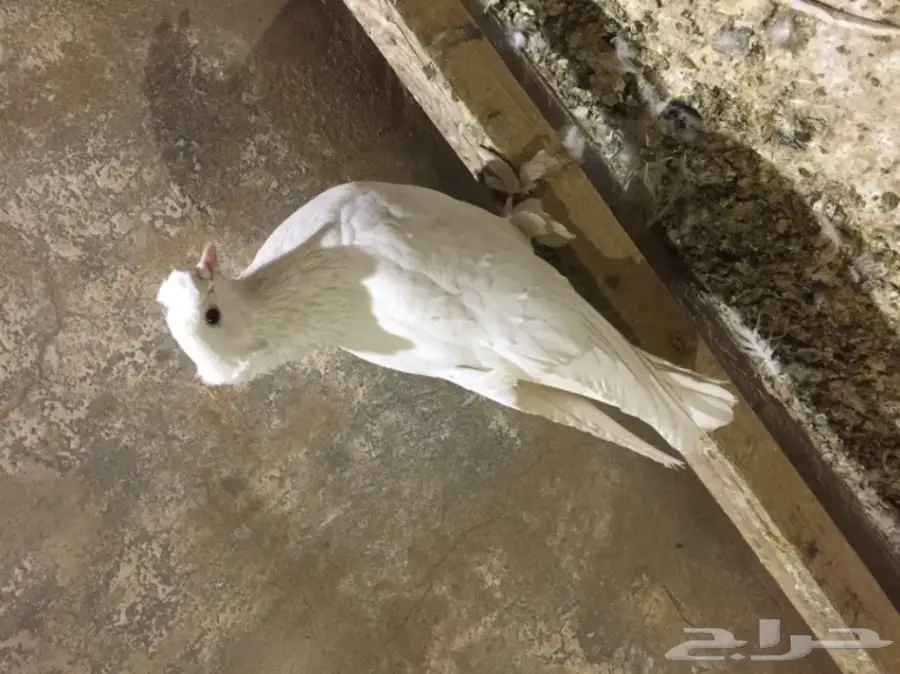 ذكر موصلي سوري  (image 1)