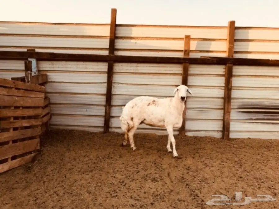 نعجة حايل ممتازة - سن جامع وسوم عليها (image 2)