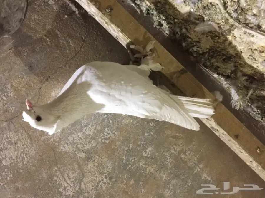 ذكر موصلي سوري  (image 2)