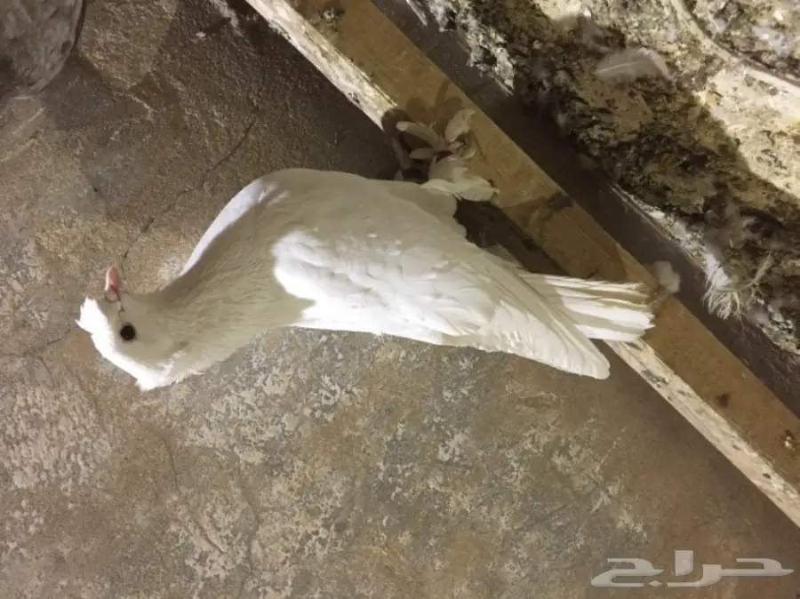 ذكر موصلي سوري  (image 3)