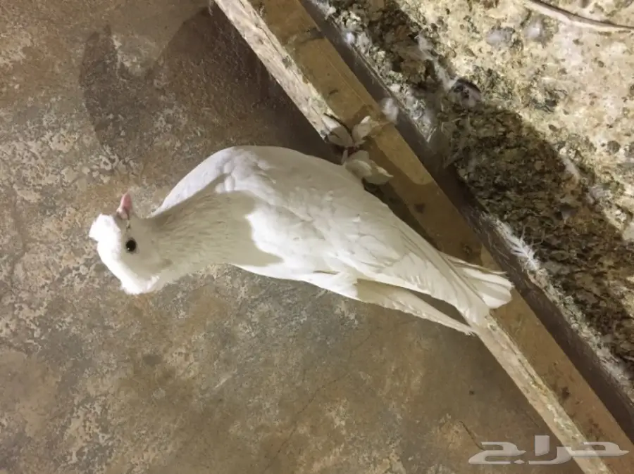 ذكر موصلي سوري  (image 4)