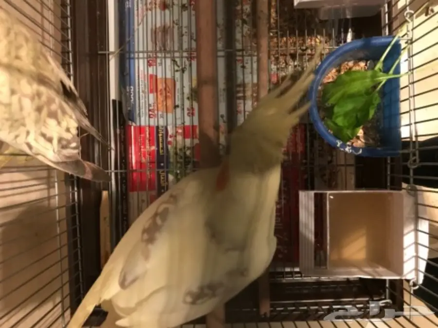 جوز كروان منتج (image 2)