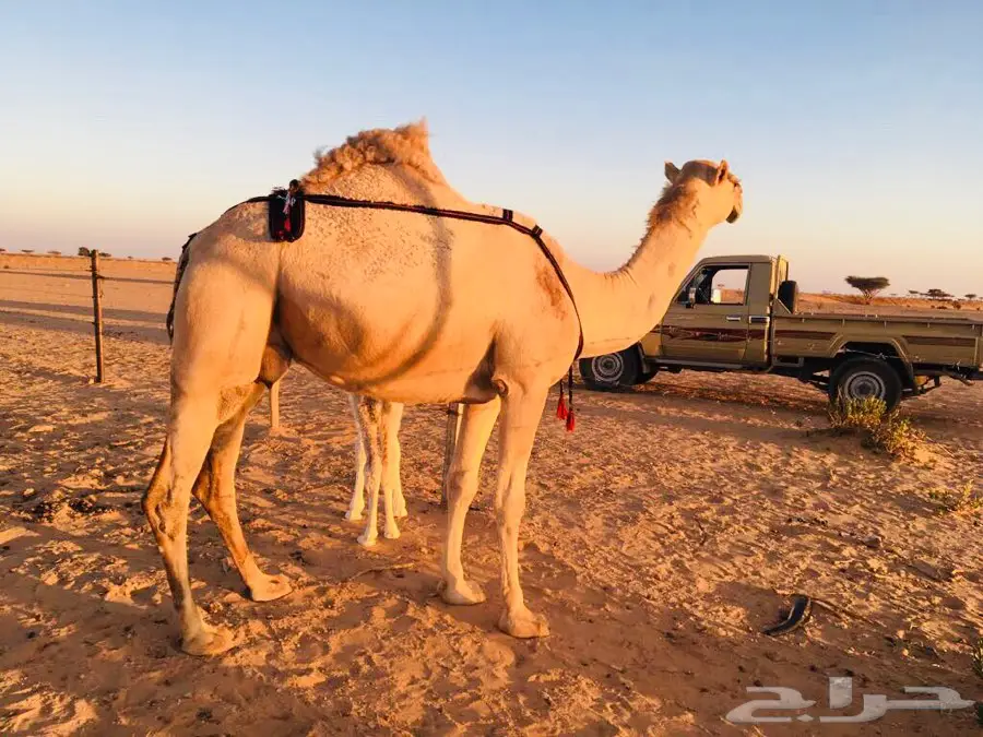 خلفة بكر شقحاء (image 1)