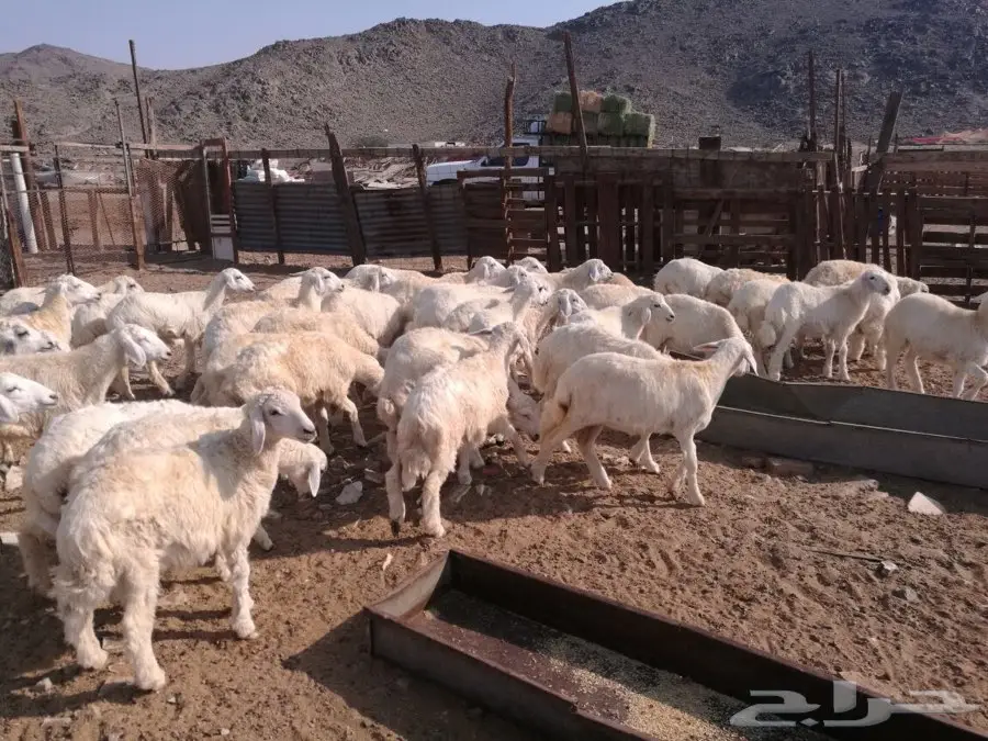 بهم نعيمي مميز للبيع - مكة النوارية (image 1)