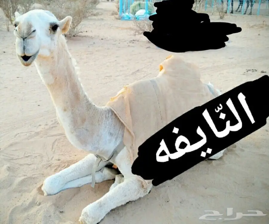 بكره حقه طيبه منوه القناي (image 1)