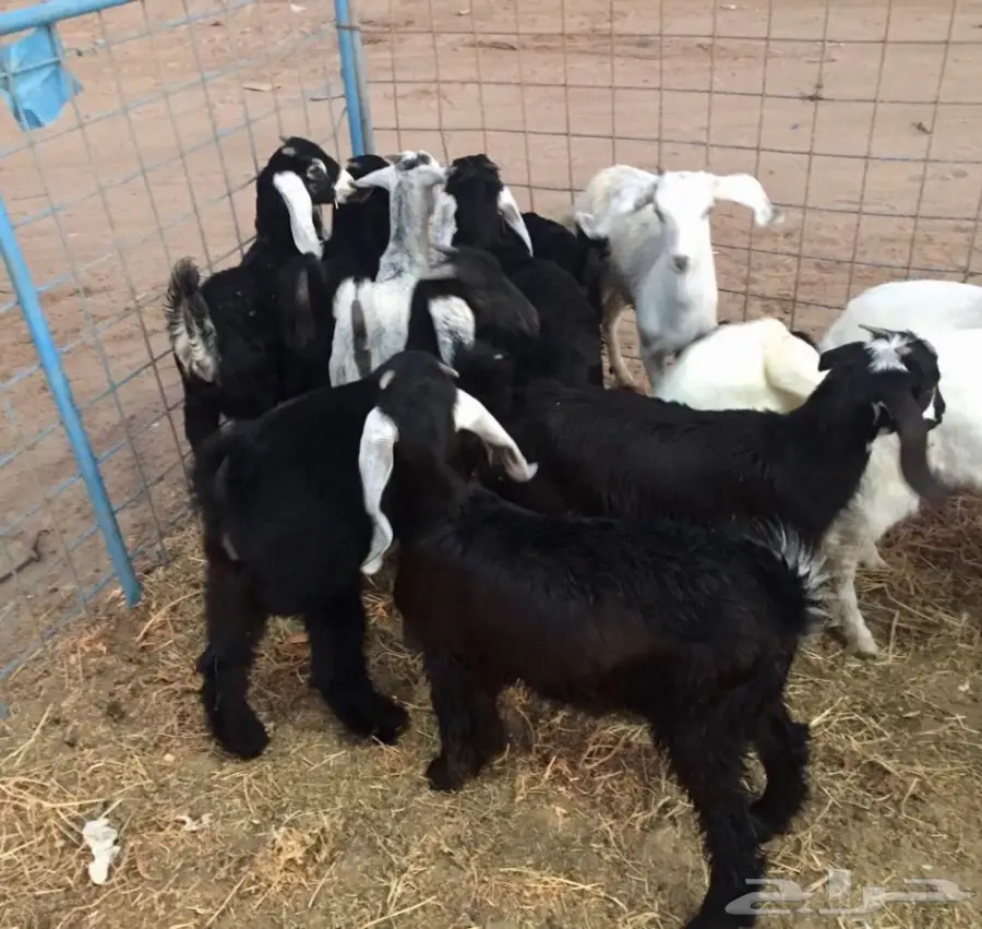 تيوس لبنيه للمظبي  مقفله سمان شرط  (image 5)