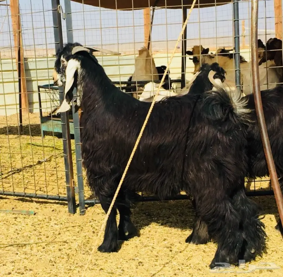 فحل عارضي جذع ضخم منوة .. (image 1)