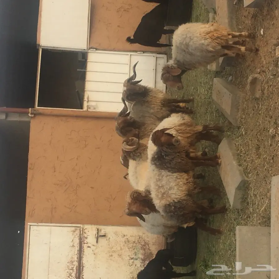 خرفان فحول ونعاج للبيع - فرصة ذهبية!