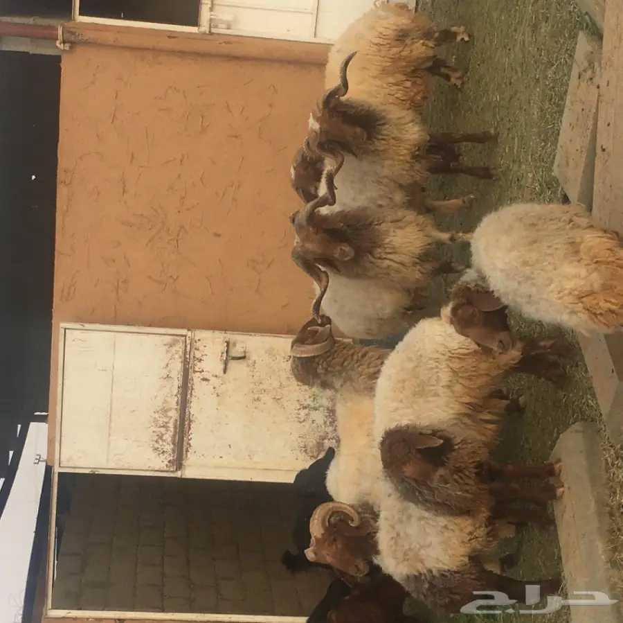 خرفان فحول ونعاج للبيع - فرصة ذهبية! (image 1)