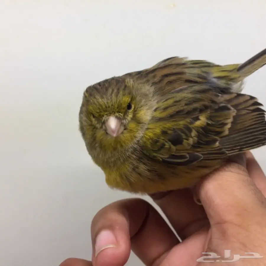 جوز كناري للبيع (image 4)