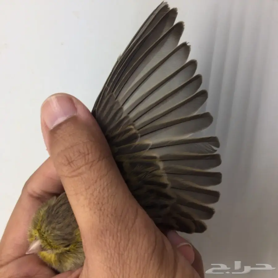 جوز كناري للبيع (image 5)