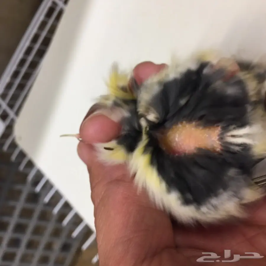 جوز كناري للبيع (image 7)