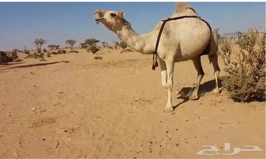 خلفة بكر شقحاء (image 2)