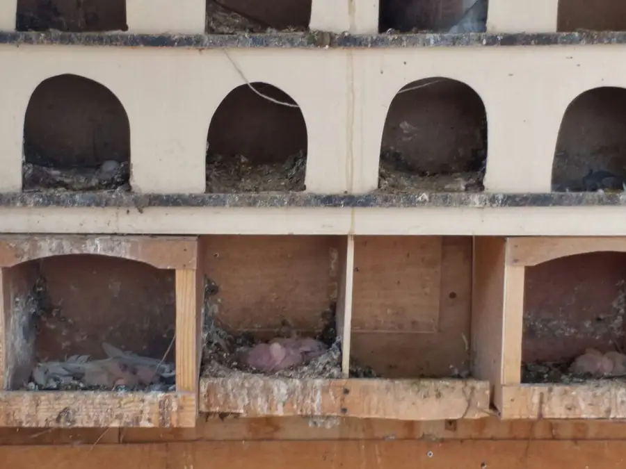 حمام للبيع قرابه 30 حبه ازواج وفردي 