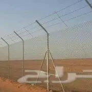 التوريدالنخيل والشبوك    (image 4)