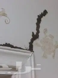 شركة رش مبيدات بالرياض  (image 5)