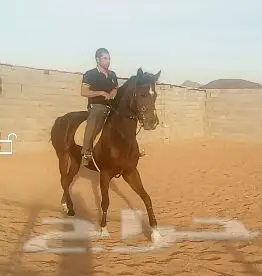 مدرب خيل مصري ممتاز (image 3)