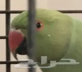 فرصة ذهبية: بيع أو استبدال قصر فاخر في منطقة حيوية (image 1)