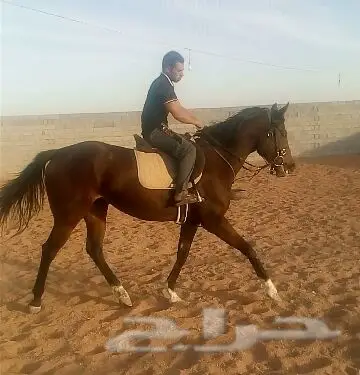 مدرب خيل مصري ممتاز (image 1)