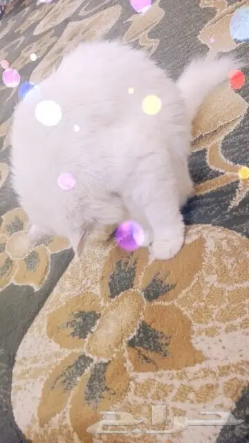 قطه شيرازي  (image 3)