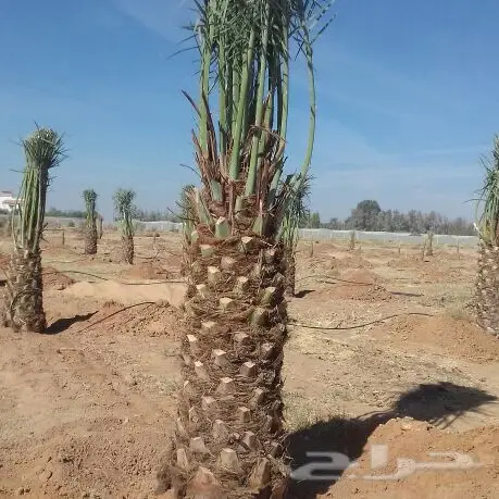 تبوك - ابوعصام لتويدالنخيل (image 8)