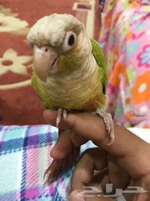 ببغاء كونيور مميزان للبيع - فرصة لا تُفوّت! (image 5)