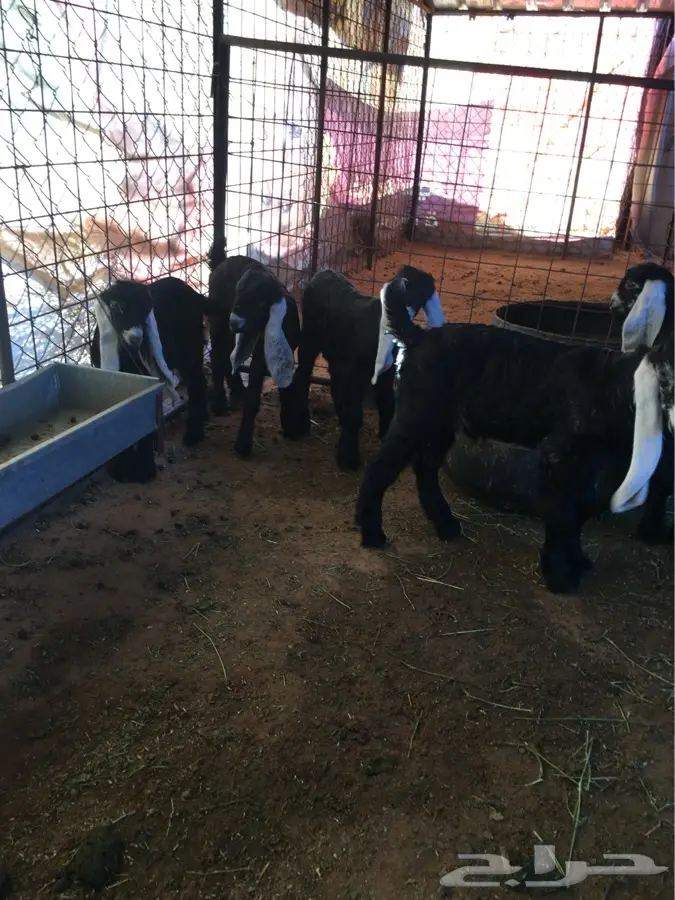 عنزين عوارض مع عيالها للبيع (image 4)