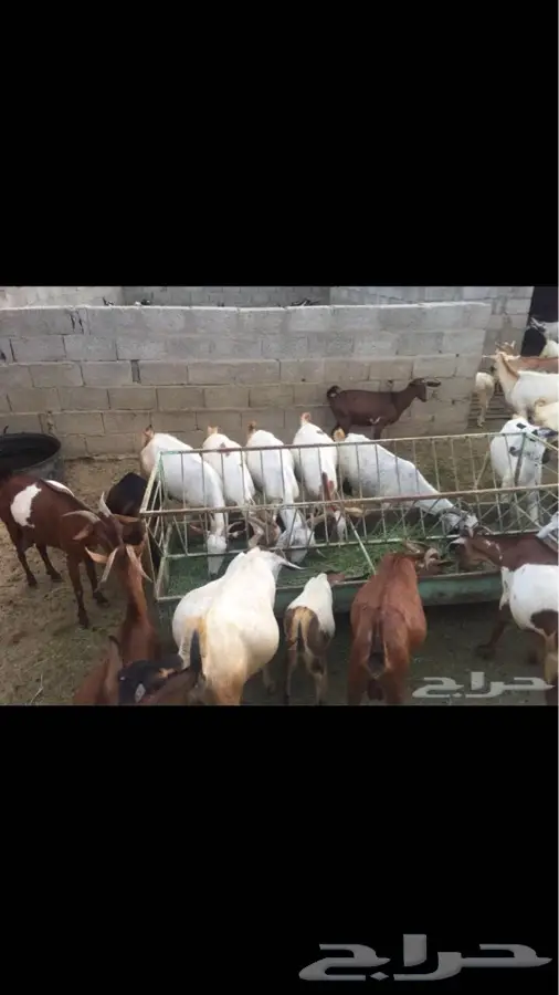 ماعز للبيع (image 5)