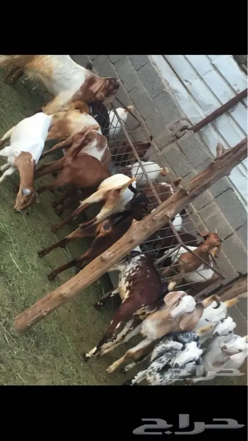 ماعز للبيع (image 1)