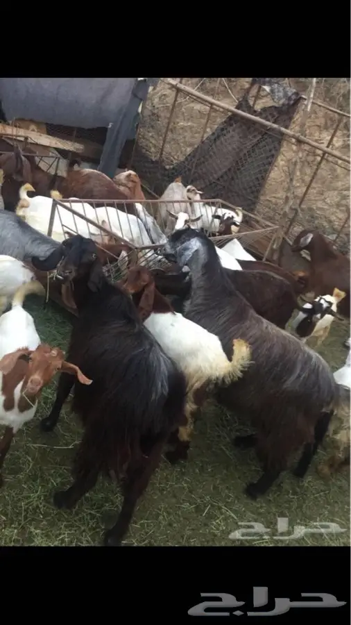 ماعز للبيع (image 2)