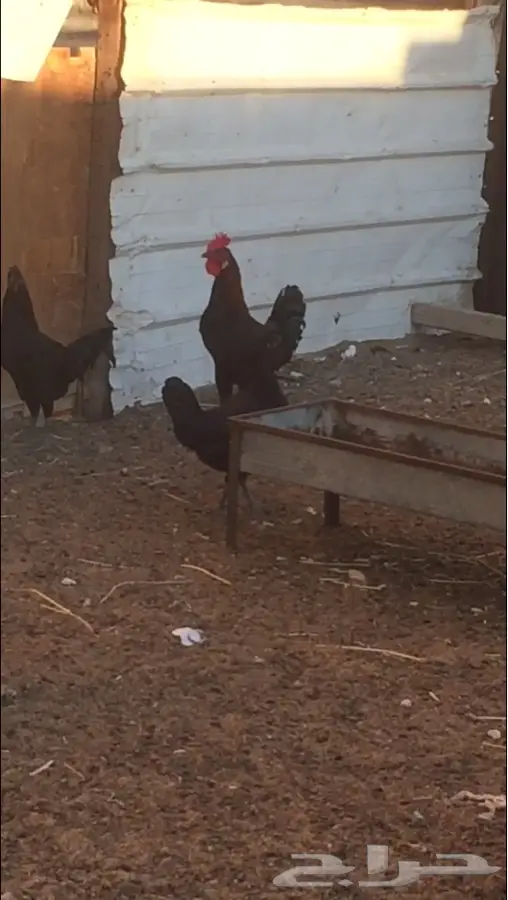 دجاج بلدي اسود