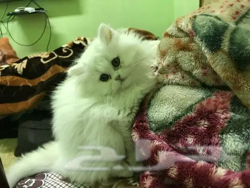 قطة شيرازية (image 2)