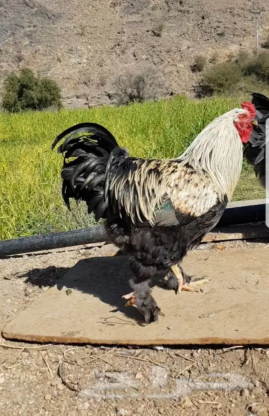 ديوك براهما الماني عملاق فواخر بالطايف (image 3)