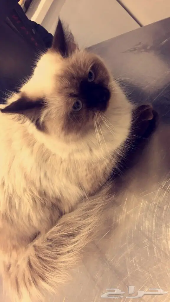 قطه للبيع (image 2)